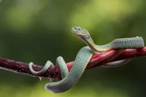 Green jararaca / Two striped forest pit viper (Bothriopsis bilineata) on branch, Tambopata Green jararaca / Two striped forest pit viper (Bothriopsis bilineata) on branch, Tambopata