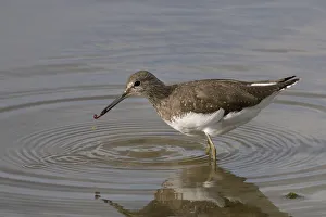 Green sandpiper (Tringa ochropus) with small worm it has caught in shallow freshwater lake Green sandpiper (Tringa ochropus) with small worm it has caught in shallow freshwater lake