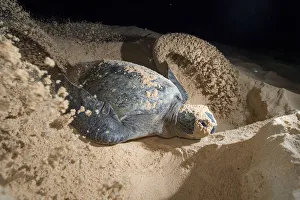Green turtle (Chelonia mydas) female digging nest, North coast, Santa Cruz Island Green turtle (Chelonia mydas) female digging nest, North coast, Santa Cruz Island