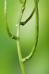 Green-veined White butterfly egg (Pieris napi) above, Orange-tip butterfly egg Green-veined White butterfly egg (Pieris napi) above, Orange-tip butterfly egg