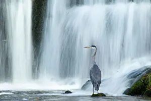 Grey heron (Ardea cinerea) beneath waterfall. Ambleside, Lake District, UK, November Grey heron (Ardea cinerea) beneath waterfall. Ambleside, Lake District, UK, November
