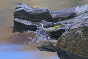 Grey wagtail (Motacilla cinerea) at water's edge, Gaoligong Mountain National Nature Grey wagtail (Motacilla cinerea) at water's edge, Gaoligong Mountain National Nature