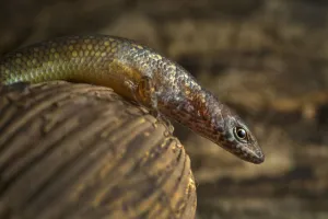 Guinea lidless skink (Panaspis africanus) Principe Island, UNESCO Biosphere Reserve Guinea lidless skink (Panaspis africanus) Principe Island, UNESCO Biosphere Reserve