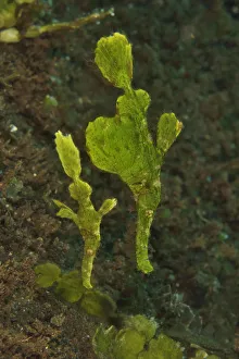 Halimeda ghost pipefish (Solenostomus halimeda) mimicking the halimeda algae. Sulu sea Halimeda ghost pipefish (Solenostomus halimeda) mimicking the halimeda algae. Sulu sea