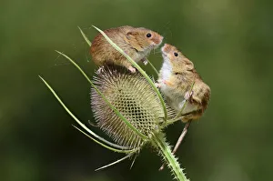 Harvest mice (Micromys minutus) on teasel seed head. Dorset, UK, August. Captive Harvest mice (Micromys minutus) on teasel seed head. Dorset, UK, August. Captive