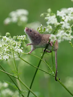 Harvest mouse (Micromys minutus) climbing among Cow Parsley, Hertfordshire, England Harvest mouse (Micromys minutus) climbing among Cow Parsley, Hertfordshire, England