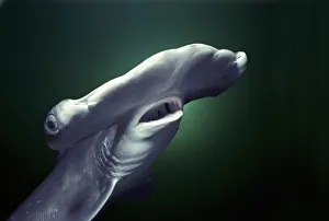 Head and gills of juvenile Scalloped hammerhead shark (Sphyrna Lewini), Kane'ohe Bay Head and gills of juvenile Scalloped hammerhead shark (Sphyrna Lewini), Kane'ohe Bay