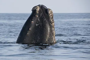Head of a North Atlantic right whale (Eubalaena glacialis) emerges from the water Head of a North Atlantic right whale (Eubalaena glacialis) emerges from the water