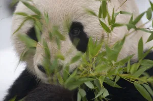 Head portrait of Giant panda (Ailuropoda melanoleuca) feeding on bamboo, captive Head portrait of Giant panda (Ailuropoda melanoleuca) feeding on bamboo, captive