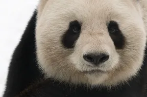 Head portrait of Giant panda (Ailuropoda melanoleuca) captive (born in 2000) Occurs China Head portrait of Giant panda (Ailuropoda melanoleuca) captive (born in 2000) Occurs China