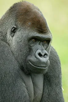 Head portrait of male silverback Western lowland gorilla {Gorilla gorilla gorilla} UK Head portrait of male silverback Western lowland gorilla {Gorilla gorilla gorilla} UK