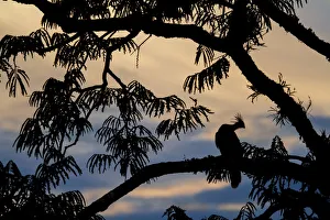 Hoatzin (Opisthocomus hoazin) perched in tree, silhouetted at dusk, Cuyabeno, Sucumbios Hoatzin (Opisthocomus hoazin) perched in tree, silhouetted at dusk, Cuyabeno, Sucumbios