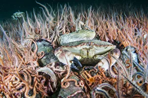 Horse mussel (Modiolus modiolus) bed with Brittlestars (Ophiothrix fragilis) and Edible crab Horse mussel (Modiolus modiolus) bed with Brittlestars (Ophiothrix fragilis) and Edible crab