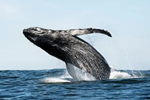 Humpback whale (Megaptera novaeangliae) breaching, near Hout Bay, South Africa Humpback whale (Megaptera novaeangliae) breaching, near Hout Bay, South Africa