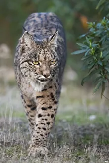 Iberian lynx (Lynx pardinus) walking, Parque Natural Sierra de Andujar, Andalucia, Spain Iberian lynx (Lynx pardinus) walking, Parque Natural Sierra de Andujar, Andalucia, Spain