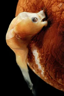 Illuminated netdevil (Linophyne arboritera), male anglerfish attached to much larger Illuminated netdevil (Linophyne arboritera), male anglerfish attached to much larger
