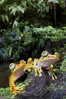 Two Imbabura tree frogs (Hypsiboas picturatus) on log, Canande, Esmeraldas, Ecuador Two Imbabura tree frogs (Hypsiboas picturatus) on log, Canande, Esmeraldas, Ecuador