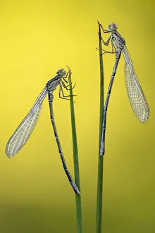 Immature common blue damselflies (Enallagma cyathigerum) resting on reeds, Broxwater Immature common blue damselflies (Enallagma cyathigerum) resting on reeds, Broxwater