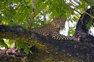 Indian Leopard (Panthera pardus fusca), subspecies from Asia, male resting on tree Indian Leopard (Panthera pardus fusca), subspecies from Asia, male resting on tree