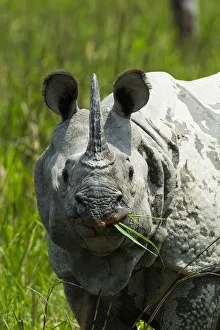 Indian rhinoceros (Rhinoceros unicornis) Kaziranga National Park, Assam, India Indian rhinoceros (Rhinoceros unicornis) Kaziranga National Park, Assam, India