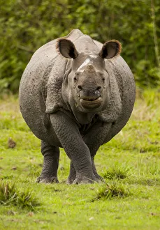 Indian rhinoceros (Rhinoceros unicornis) portrait. Manas National Park UNESCO World Indian rhinoceros (Rhinoceros unicornis) portrait. Manas National Park UNESCO World