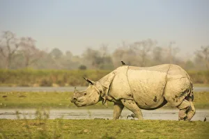 Indian rhinoceros (Rhinoceros unicornis) in wetland, Kaziranga National Park, India Indian rhinoceros (Rhinoceros unicornis) in wetland, Kaziranga National Park, India