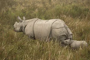Indian rhinoceros(Rhinoceros unicornis), mother and young calf in tall grass Indian rhinoceros(Rhinoceros unicornis), mother and young calf in tall grass