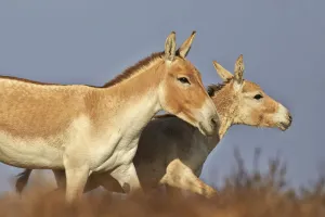 Indian wild asses (Equus hemionus khur) , Wild Ass Sanctuary, Little Rann of Kutch Indian wild asses (Equus hemionus khur) , Wild Ass Sanctuary, Little Rann of Kutch