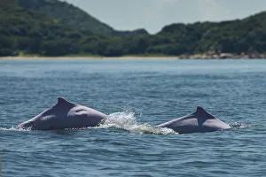 Indo-Pacific humpback dolphins (Sousa chinensis) surfacing, Tai O, Lantau Island Indo-Pacific humpback dolphins (Sousa chinensis) surfacing, Tai O, Lantau Island