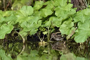 Jack snipe (Lymnocryptes minima) feeding in margins of watercress bed, Hertfordshire Jack snipe (Lymnocryptes minima) feeding in margins of watercress bed, Hertfordshire