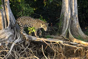 Jaguar (Panthera onca palustris), male hunting amongst tree roots at edge of the Cuiaba Jaguar (Panthera onca palustris), male hunting amongst tree roots at edge of the Cuiaba