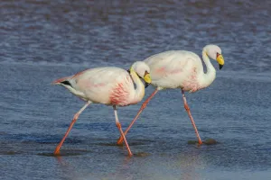 James' flamingo / Puna flamingo (Phoenicoparrus jamesi). Lago Colorado, Bolivia James' flamingo / Puna flamingo (Phoenicoparrus jamesi). Lago Colorado, Bolivia