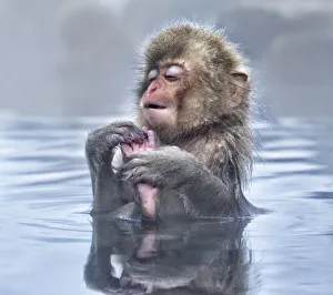 Japanese Macaque (Macaca fuscata) baby enjoying a relaxing moment in the hot spring in Japanese Macaque (Macaca fuscata) baby enjoying a relaxing moment in the hot spring in