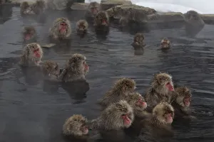Japanese Macaques (Macaca fuscata) enjoy time soaking and grooming in the hot spring in Japanese Macaques (Macaca fuscata) enjoy time soaking and grooming in the hot spring in