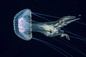 Jellyfish, probably a purple stinger (Pelagia noctiluca) at night in the Sargasso Sea Jellyfish, probably a purple stinger (Pelagia noctiluca) at night in the Sargasso Sea