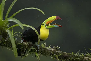 Keel-billed toucan (Ramphastos sulfuratus) perched on branch with beak open. Laguna del Lagarto Keel-billed toucan (Ramphastos sulfuratus) perched on branch with beak open. Laguna del Lagarto