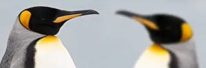King Penguins (Aptenodytes patagonicus) head portraits, on the beach at Salisbury Plain King Penguins (Aptenodytes patagonicus) head portraits, on the beach at Salisbury Plain