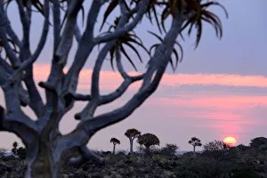 Kokerboom or Quiver Tree (Aloe dichotomum), a species of aloe indigenous to Southern Kokerboom or Quiver Tree (Aloe dichotomum), a species of aloe indigenous to Southern
