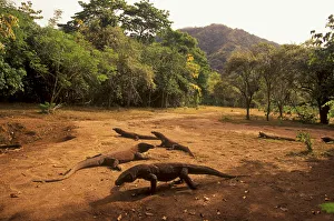 Komodo dragons (Varanus komodoensis) in forest clearing, Komodo Island, Indonesia Komodo dragons (Varanus komodoensis) in forest clearing, Komodo Island, Indonesia