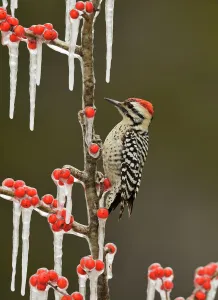 Ladder-backed Woodpecker (Picoides scalaris), adult male perched on icy branch of Possum Ladder-backed Woodpecker (Picoides scalaris), adult male perched on icy branch of Possum