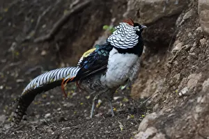 Lady Amherst's pheasant (Chrysolophus amherstiae) male walking on ground in Baihualing Lady Amherst's pheasant (Chrysolophus amherstiae) male walking on ground in Baihualing