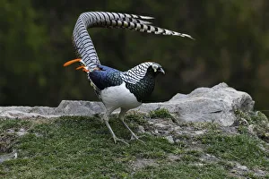 Lady Amherst's pheasant (Chrysolophus amherstiae) male displaying, Kanding, Sichuan Lady Amherst's pheasant (Chrysolophus amherstiae) male displaying, Kanding, Sichuan