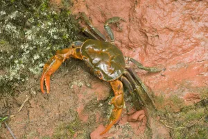 Land crab crawling on red sandstone after overnight storm. Shunan Zhuhai National Park Land crab crawling on red sandstone after overnight storm. Shunan Zhuhai National Park