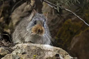 Large-eared pika (Ochotona macrotis) Serxu County, Garze Prefecture, Sichuan Province Large-eared pika (Ochotona macrotis) Serxu County, Garze Prefecture, Sichuan Province