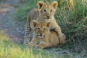 Lion (Panthera leo) cubs playing, Masai-Mara Game Reserve, Kenya. Vulnerable species Lion (Panthera leo) cubs playing, Masai-Mara Game Reserve, Kenya. Vulnerable species