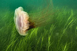 Lions mane jellyfish (Cyanea capillata) swept in current over a bed of eel grass Lions mane jellyfish (Cyanea capillata) swept in current over a bed of eel grass
