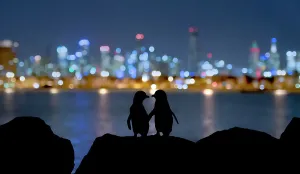 Little blue penguin (Eudyptula minor), two standing on rocks at night, silhouetted Little blue penguin (Eudyptula minor), two standing on rocks at night, silhouetted