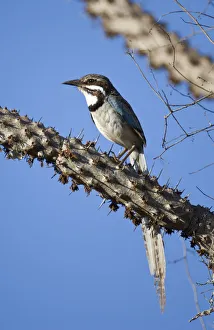 Long-tailed ground roller (Uratelornis chimaera). Ifaty Spiny Forest, Madagascar Long-tailed ground roller (Uratelornis chimaera). Ifaty Spiny Forest, Madagascar