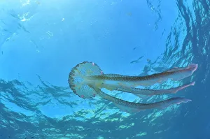 Luminescent jellyfish / Mauve stinger (Pelagia noctiluca) in open water, Gozo Island Luminescent jellyfish / Mauve stinger (Pelagia noctiluca) in open water, Gozo Island