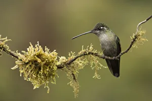Magnificent hummingbird (Eugenes fulgens) female, Talamanca Range, Talamanca Range-La Magnificent hummingbird (Eugenes fulgens) female, Talamanca Range, Talamanca Range-La